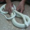 Nằm mơ thấy rắn trắng là điềm gì, đánh đề con gì?