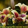 Hoa ly có thắp hương, thờ cúng trên bàn thờ được không?